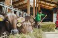 Öffnen Obligatorisches Landwirtschaftliches Praktikum