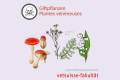 Öffnen  Giftpflanzen | Plantes vénéneuses