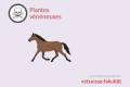Öffnen Chevaux -  Plantes vénéneuses