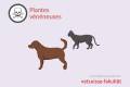 Öffnen Petits animaux-  Plantes vénéneuses